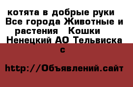 котята в добрые руки - Все города Животные и растения » Кошки   . Ненецкий АО,Тельвиска с.